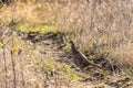 Pheasant hen on a small path in the wilderness Royalty Free Stock Photo