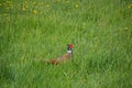 Pheasant In High Grass Walking On A Farmland Royalty Free Stock Photo