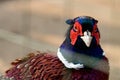 Pheasant hunting hybrid, a bird of a number of chickens. Royalty Free Stock Photo