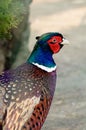 Pheasant hunting hybrid, a bird of a number of chickens. Royalty Free Stock Photo