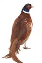 Pheasant Royalty Free Stock Photo