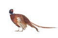 Pheasant Royalty Free Stock Photo