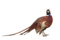 Pheasant Royalty Free Stock Photo