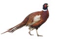 Pheasant Royalty Free Stock Photo