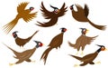 Pheasant Illustration Royalty Free Stock Photo