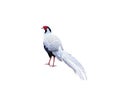 Pheasant isolated on white background , clipping path Royalty Free Stock Photo