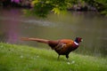 Pheasant at the lakeside in an English garden