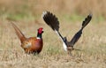 Pheasant and lapwing Royalty Free Stock Photo