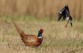 Pheasant and lapwing Royalty Free Stock Photo