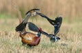 Pheasant and lapwing Royalty Free Stock Photo