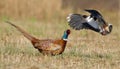 Pheasant and lapwing Royalty Free Stock Photo