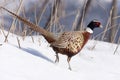 Pheasant male Royalty Free Stock Photo