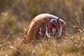 Pheasant male Royalty Free Stock Photo