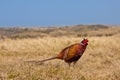 Pheasant male Royalty Free Stock Photo