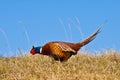 Pheasant male Royalty Free Stock Photo