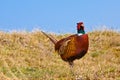 Pheasant male Royalty Free Stock Photo