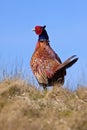 Pheasant male bird in the dunes Royalty Free Stock Photo