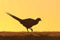 Pheasant male bird walking on a hill