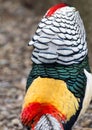 Pheasant male in breeding dress