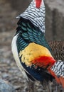 Pheasant male in breeding dress