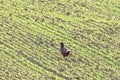 Pheasant Phasianus colchicus male in the field