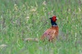 Pheasant male standing in tall grass, closeup.