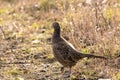 Pheasant hen on a small path in the wilderness Royalty Free Stock Photo