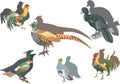Pheasant and other birds