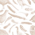 Pheasant partridge bird feathers watercolor  illustration. Print textile vintage patern seamless clipart set Royalty Free Stock Photo