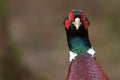 Pheasant (Phasianus colchicus)