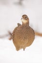 Pheasant, Phasianus colchicus, female Royalty Free Stock Photo