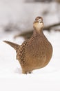 Pheasant, Phasianus colchicus, female Royalty Free Stock Photo