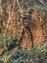 Pheasant - Phasianus colchicus - female Royalty Free Stock Photo