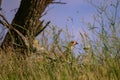 Pheasant Phasianus colchicus in the wild. To close. The bird hides in the grass with the chick