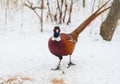 Pheasant, Phasianus. A male bird stands in the snow