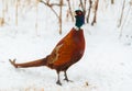 Pheasant, Phasianus. A male bird stands in the snow