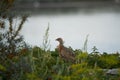 Pheasant Phasianus Phasianidae Walden sea hen Portrait