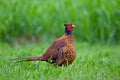 Pheasant