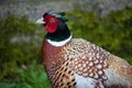 Pheasant portrait