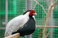 Pheasant. Poultry yard. Bird with Bright Feathers