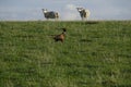 Pheasant running across field with sheep Royalty Free Stock Photo