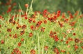 Pheasant's eye (Adonis flammea) Background