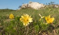 Pheasant`s eye Adonis vernalis on the limestone rock near Mikulov