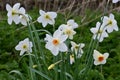 Pheasant`s-eye - Narcissus poeticus by River Tas, Norfolk, England, UK