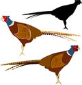 pheasant. Side view of a colorful common pheasant isolated. pheasant isolated