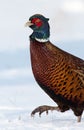 Pheasant in the snow Royalty Free Stock Photo