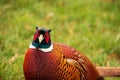 Pheasant with a stern look