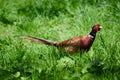 Pheasant Strolling Through Grass