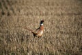 Pheasant in the Stubble Royalty Free Stock Photo