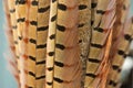 Pheasant Tail Feathers Royalty Free Stock Photo